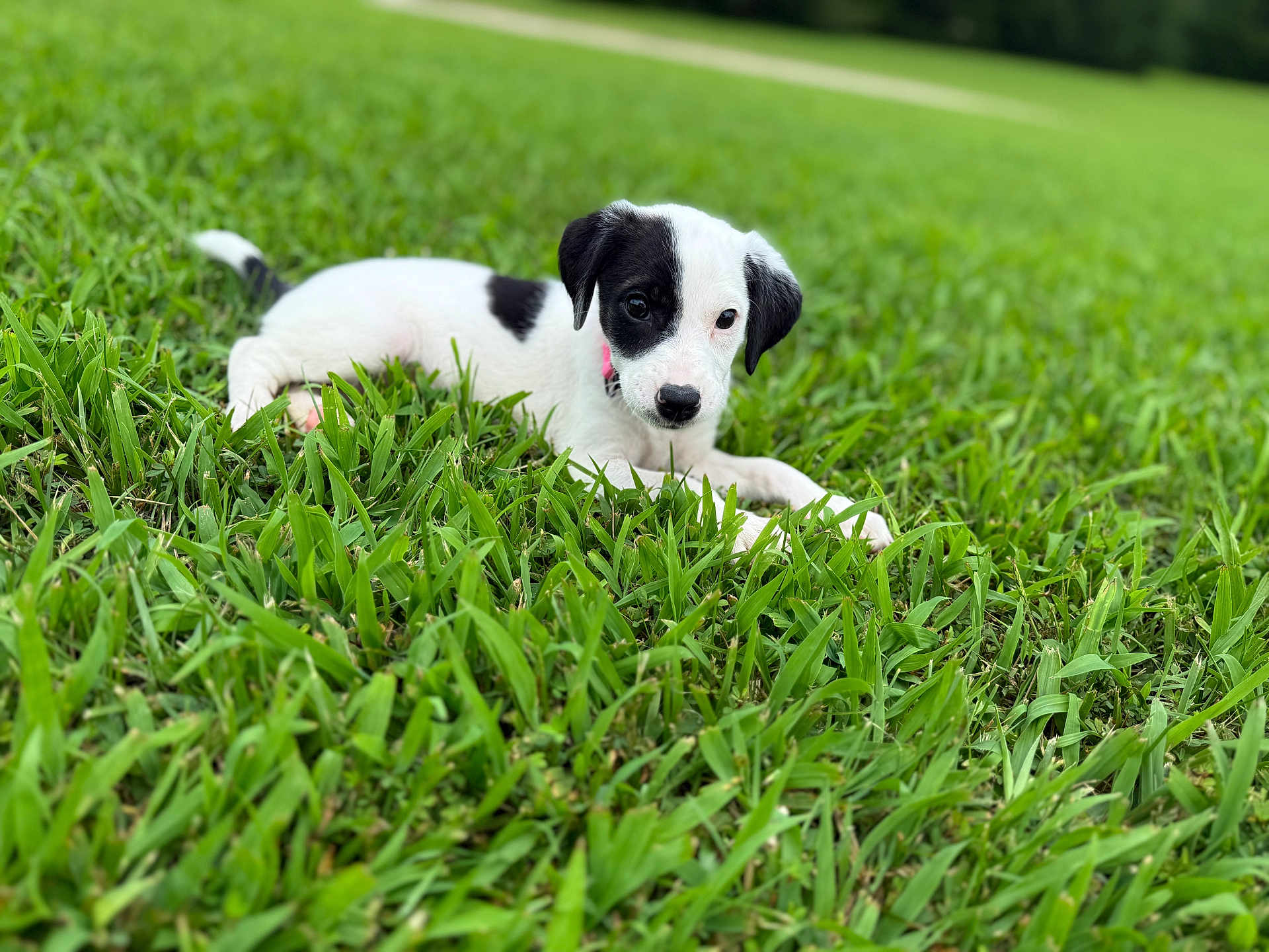 Coco