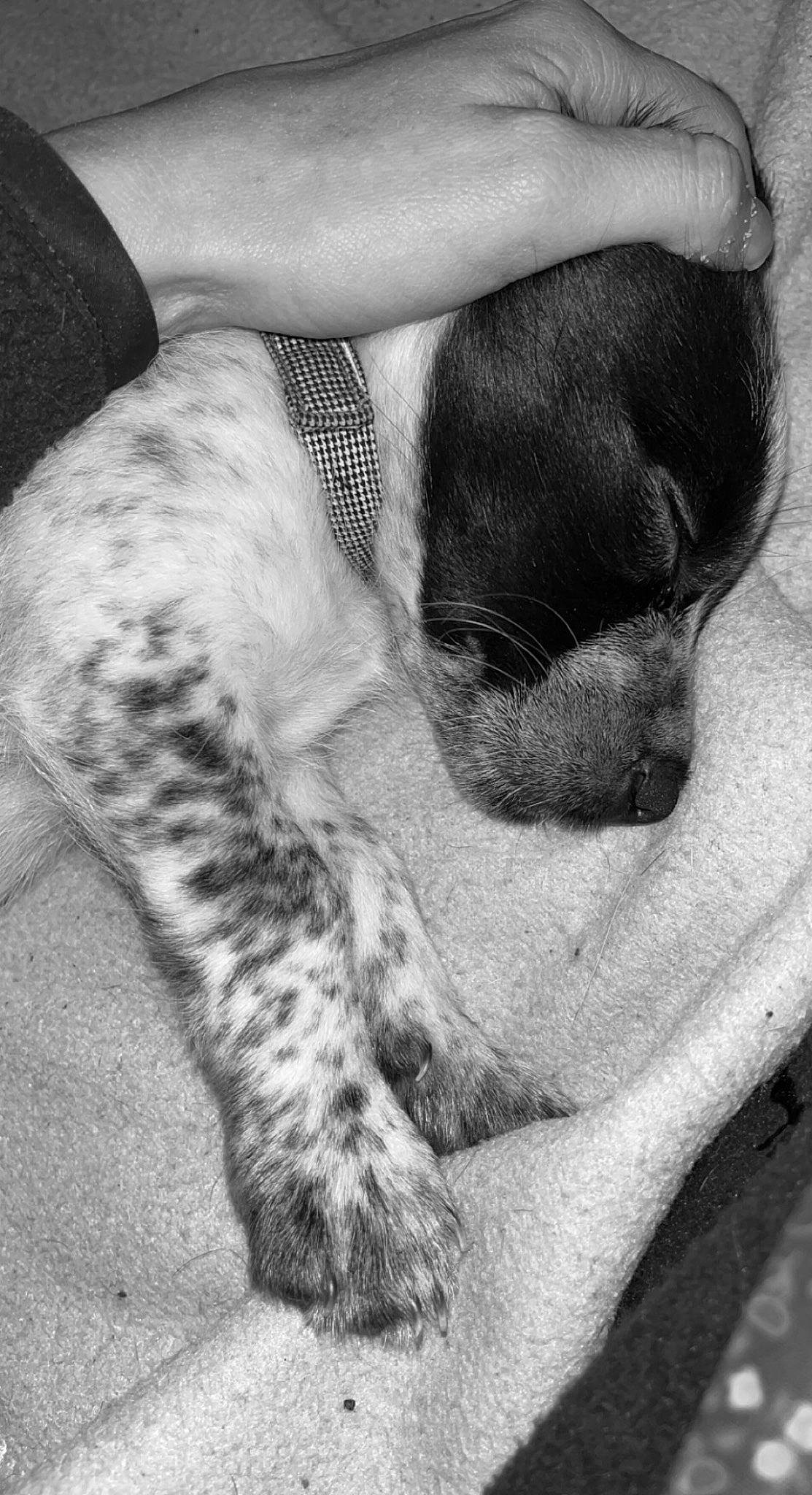 Snoopy participe au concours pour gagner de l'argent avec cette photo : black, black_and_white, bored, carnivore, comfort, companion_dog, dog, dog_breed, fawn, grey, human_leg, monochrome, monochrome_photography, paw, snout, sporting_group, style, whiskers, white, working_animal