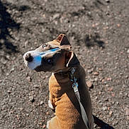Wolk a rejoint le concours — aidez-le/la à gagner de superbes lots ! animal, brown, canine, collar, curious, daylight, dog, ears, gravel, leash, looking_back, nature, outdoor, pet, portrait, shadow, sitting, sunlight, walking, white