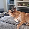 dog, sleeping, tan_dog, large_dog, relaxed, indoors, living_room, sofa, couch, cushion, paw, floppy_ears, short_fur, pet, resting, cozy, home, furniture, blurred_background, nap