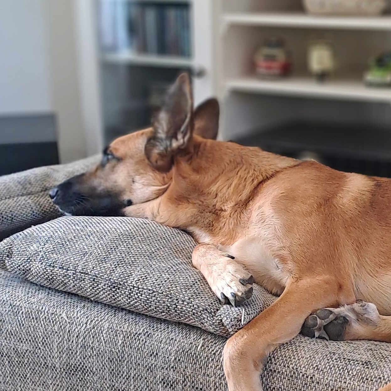 Groot participe au concours pour gagner de l'argent avec cette photo : dog, sleeping, tan_dog, large_dog, relaxed, indoors, living_room, sofa, couch, cushion, paw, floppy_ears, short_fur, pet, resting, cozy, home, furniture, blurred_background, nap