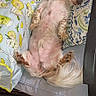 dog, small_dog, lying_down, belly_up, scruffy, fluffy, long_hair, brown_and_white, pet, animal, cushion, pillow, blanket, patterned_fabric, indoor, bed, furniture, carpet, flash_photography, funny_pose