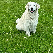 Tilly joined the competition — help win amazing prizes! animal, ball, canine, dog, field, flower, football, goldenretriever, grass, grassland, lawn, nature, outdoors, pet, plant, puppy, soccer, soccerball, sport, whitedog