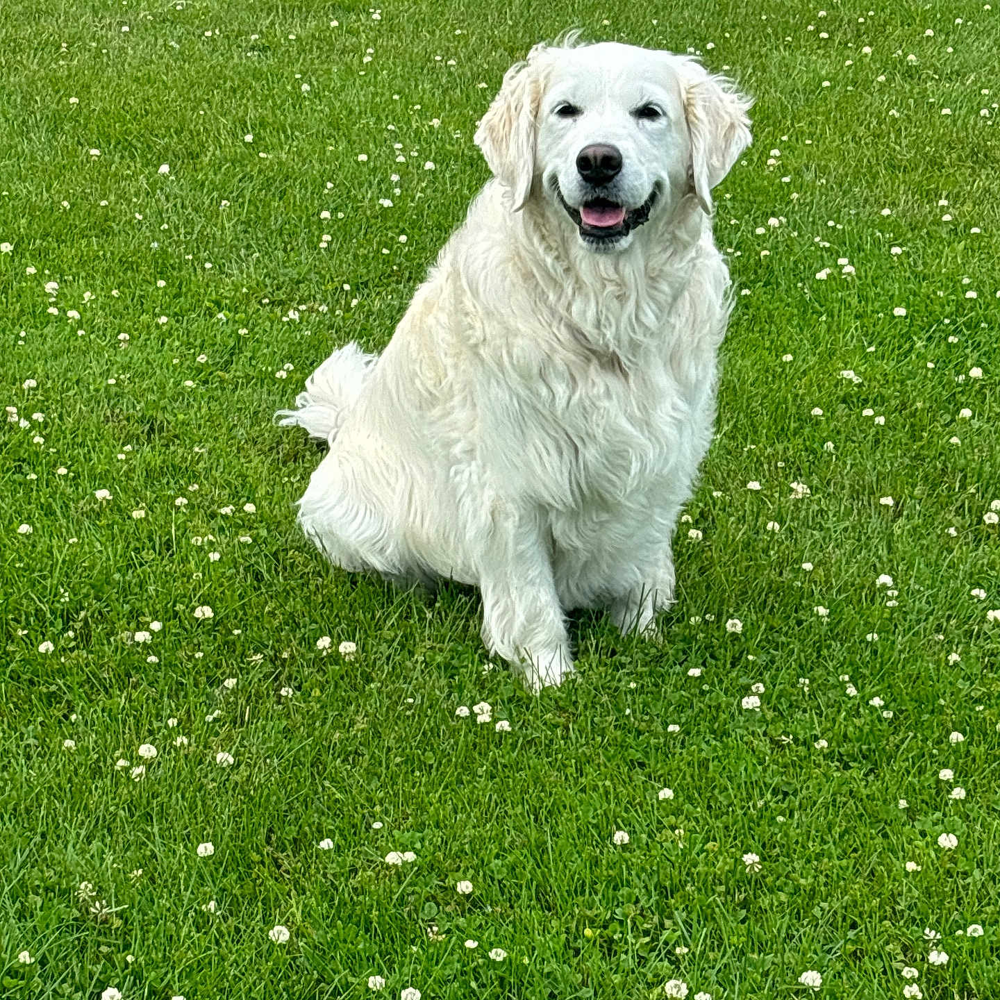 Tilly joined the competition — help win amazing prizes! animal, ball, canine, dog, field, flower, football, goldenretriever, grass, grassland, lawn, nature, outdoors, pet, plant, puppy, soccer, soccerball, sport, whitedog