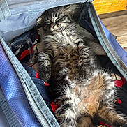 Gandalf is registered to the contest to win money with this photo: kitten, cat, sleeping, fluffy, tabby, bag, blue_bag, clothes, soft, cozy, relaxed, indoor, nap, pet, fur, cute, animal, resting, peaceful, feline