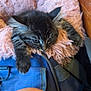 Gandalf is registered to the contest to win money with this photo: kitten, cat, pet, furry, resting, cozy, pink_bed, blue_bag, indoor, closeup, cute, animal, sleepy, feline, soft, domestic, young, relaxed, comfort, background_blur