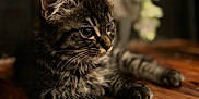 Gandalf joined the competition — help win amazing prizes! kitten, cat, tabby, animal, pet, close_up, wood, fur, whiskers, ears, eyes, resting, indoor, cute, young, portrait, feline, soft_light, blurred_background, wooden_surface