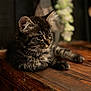kitten, cat, tabby, animal, pet, close_up, wood, fur, whiskers, ears, eyes, resting, indoor, cute, young, portrait, feline, soft_light, blurred_background, wooden_surface