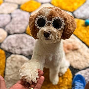 Nala Fogle-Jackson is registered to the contest to win money with this photo: blue_shoes, brown_and_white, carpet, close_up, cute, decor, dog, flower_glasses, fur, hand, holding_paw, home, indoor, interaction, patterned_rug, paw, pet, playful, shoes, sunglasses