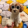 blue_shoes, brown_and_white, carpet, close_up, cute, decor, dog, flower_glasses, fur, hand, holding_paw, home, indoor, interaction, patterned_rug, paw, pet, playful, shoes, sunglasses