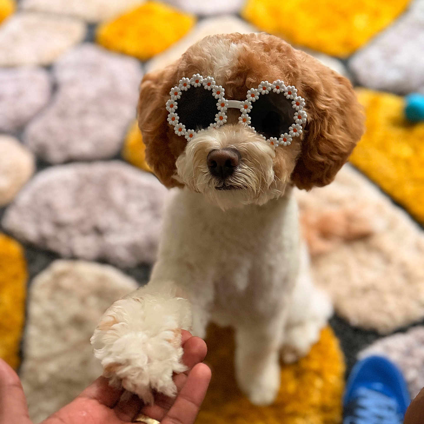 Nala Fogle-Jackson is registered to the contest to win money with this photo: blue_shoes, brown_and_white, carpet, close_up, cute, decor, dog, flower_glasses, fur, hand, holding_paw, home, indoor, interaction, patterned_rug, paw, pet, playful, shoes, sunglasses