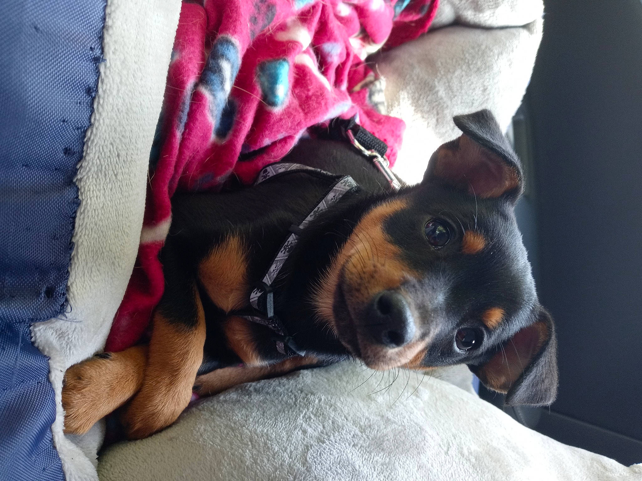 Darla is registered to the contest to win money with this photo: carnivore, close_up, comfort, companion_dog, couch, dog, dog_breed, fawn, fur, guard_dog, linens, magenta, nap, paw, pinscher, scent_hound, toy_dog, whiskers, working_animal, working_dog