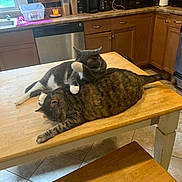 Lulu joined the competition — help win amazing prizes! cat, cats, tabby_cat, grey_cat, kitchen, table, wooden_table, floor_tiles, bench, cabinet, dishwasher, coffee_maker, toaster, paper_towel, window, candle, relaxing, pets, indoor, playful