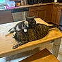 cat, cats, tabby_cat, grey_cat, kitchen, table, wooden_table, floor_tiles, bench, cabinet, dishwasher, coffee_maker, toaster, paper_towel, window, candle, relaxing, pets, indoor, playful