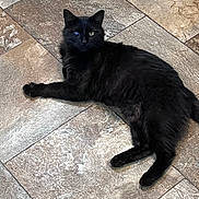 Binks joined the competition — help win amazing prizes! black_cat, cat, heterochromia, blue_eye, green_eye, pet, animal, feline, floor, tile_floor, indoor, resting, lying_down, fur, whiskers, paw, cute, domestic_animal, looking, one_eye_closed