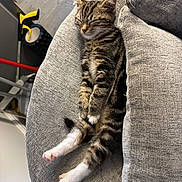 Eevee is registered to the contest to win money with this photo: animal, cat, couch, cozy, cute, domestic, fur, furniture, gray, home, indoor, kitten, peaceful, pet, relaxing, resting, sleeping, soft, tabby, white_paws