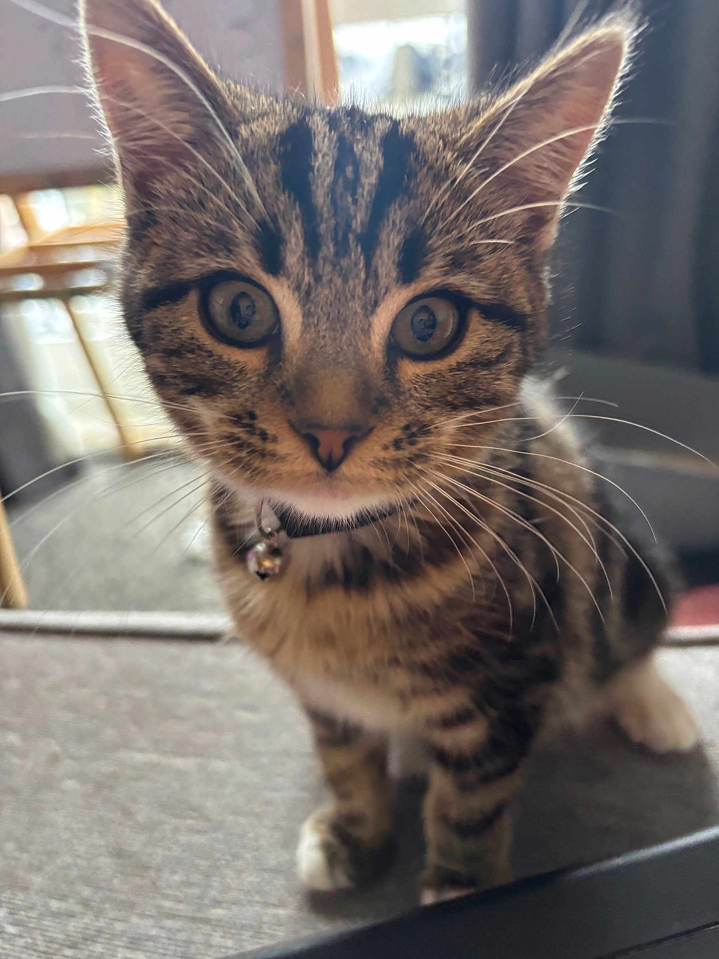 Eevee joined the competition — help win amazing prizes! animal, bell, cat, close_up, collar, curtain, cute, domestic, ears, eyes, floor, fur, furniture, indoor, kitten, pet, portrait, tabby, whiskers, young