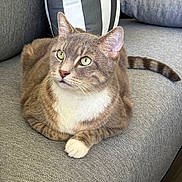 Sammy is registered to the contest to win money with this photo: cat, gray_cat, white_paws, green_eyes, whiskers, striped_pillow, couch, gray_couch, indoor, pet, feline, relaxed, sitting, fur, domestic_cat, close_up, portrait, soft_lighting, cozy, animal