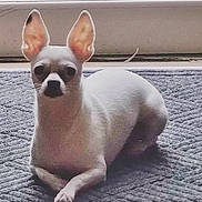 Cotton Sepulveda is registered to the contest to win money with this photo: animal, calm, carpet, companion, curious, cute, dog, domestic, ears, floor, indoor, pet, portrait, quiet, resting, shadow, sitting, small_dog, white_dog, window_light