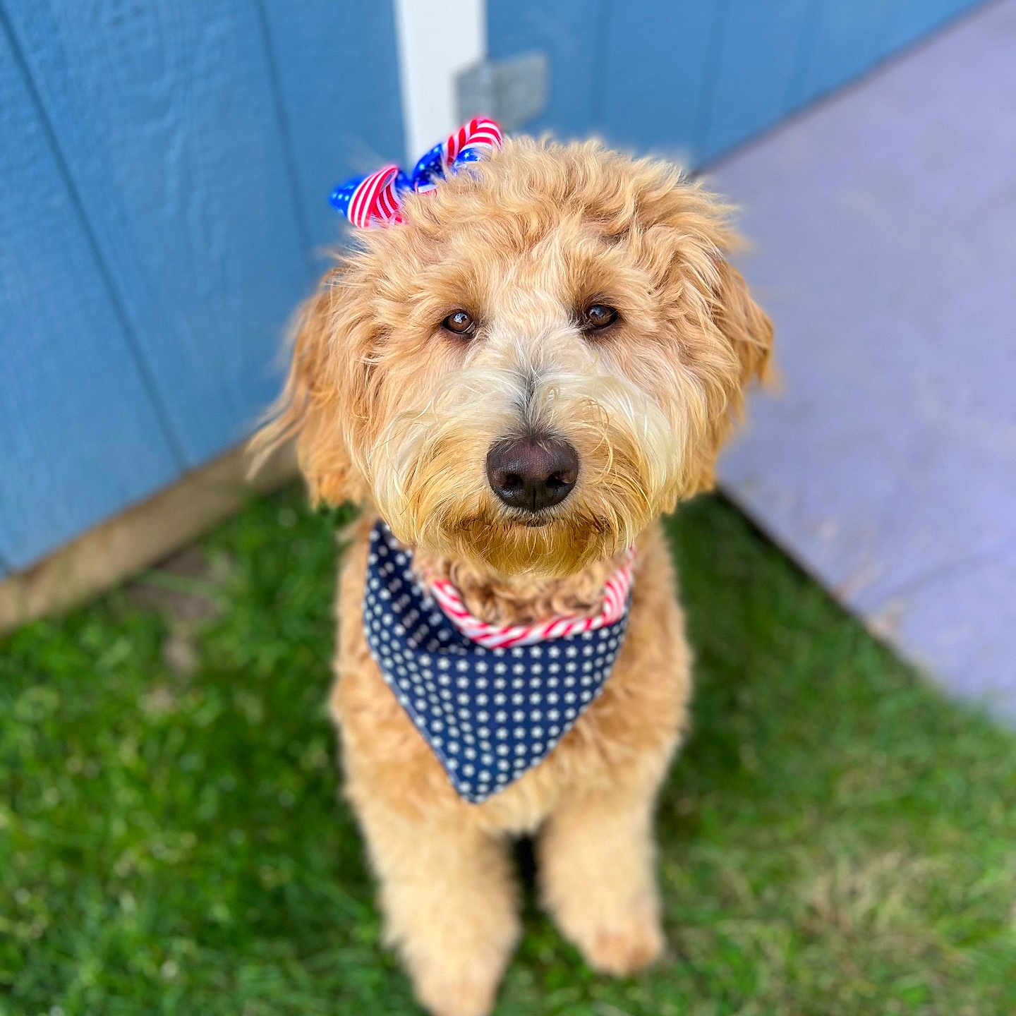 Callie joined the competition — help win amazing prizes! accessories, airedale, animal, backyard, bandana, canine, dog, formalwear, grass, headband, lawn, nature, outdoors, pet, plant, poodle, puppy, strap, terrier, tie