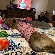Annabelle joined the competition — help win amazing prizes! animal, ball, bed, bedroom, blanket, brown_dog, comfort, decor, dog, furniture, indoor, pink_shirt, plush_toy, quilt, relaxing, resting, sleeping, television, toy, wooden_drawer