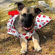 Annabelle is registered to the contest to win money with this photo: puppy, dog, animal, pet, outdoor, grass, moss, dress, strawberry_pattern, red_bow, cute, young, floppy_ears, collar, nature, sunlight, close_up, adorable, lying_down, curious