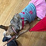 Annabelle joined the competition — help win amazing prizes! accessory, animal, casual, clothing, collar, cute, denim, dog, domestic, fashion, floor, foot, indoor, leash, pet, pink, relaxed, resting, tutu, wooden_floor