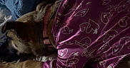 Annabelle is registered to the contest to win money with this photo: animal, bed, blanket, collar, cozy, cute, dog, domestic, fabric, fur, heart_pattern, indoor, knitted_blanket, paw, pet, purple_clothing, relaxing, resting, sleeping, textile