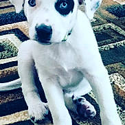 Chase joined the competition — help win amazing prizes! puppy, dog, white_dog, blue_eyes, black_patch, sitting, indoor, carpet, patterned_rug, cute, pet, animal, young_dog, fur, paw, looking_up, domestic, companion, adorable, alert