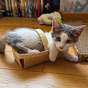 Auguste a rejoint le concours — aidez-le/la à gagner de superbes lots ! animal, basket, cat, cozy, curious, cute, domestic_cat, floor, furry, gray_and_white, household, indoor, kitten, pet, playful, scratching_pad, small, toy, wooden_floor, young
