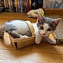 animal, basket, cat, cozy, curious, cute, domestic_cat, floor, furry, gray_and_white, household, indoor, kitten, pet, playful, scratching_pad, small, toy, wooden_floor, young