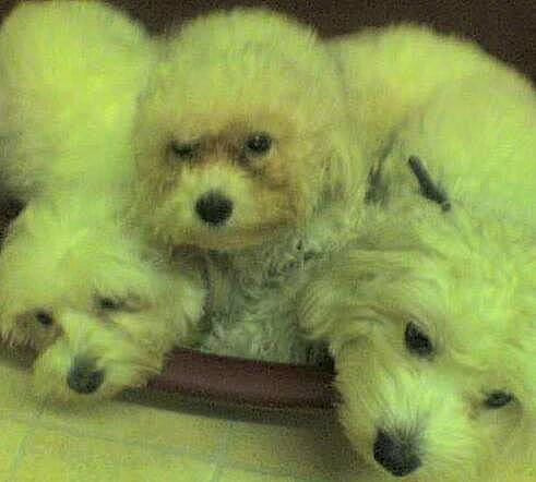 Clio participe au concours pour gagner de l'argent avec cette photo : bichon, bichon_frise, bolognese, bolonka, canidae, carnivore, companion_dog, dog, dog_breed, havanese, maltepoo, maltese, mammal, miniature_poodle, poodle, poodle_crossbreed, puppy, schnoodle, toy_poodle, vertebrate