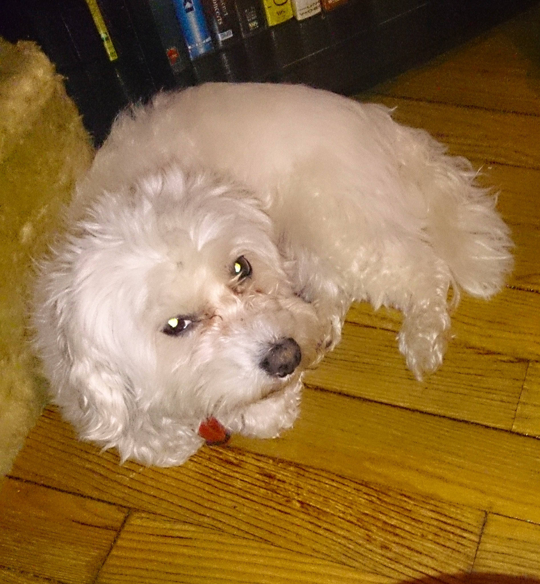 Clio participe au concours pour gagner de l'argent avec cette photo : bichon, bichon_frise, bolognese, bolonka, canidae, carnivore, cavapoo, cockapoo, companion_dog, dog, dog_breed, maltepoo, maltese, mammal, miniature_poodle, poodle_crossbreed, puppy, schnoodle, toy_poodle, vertebrate