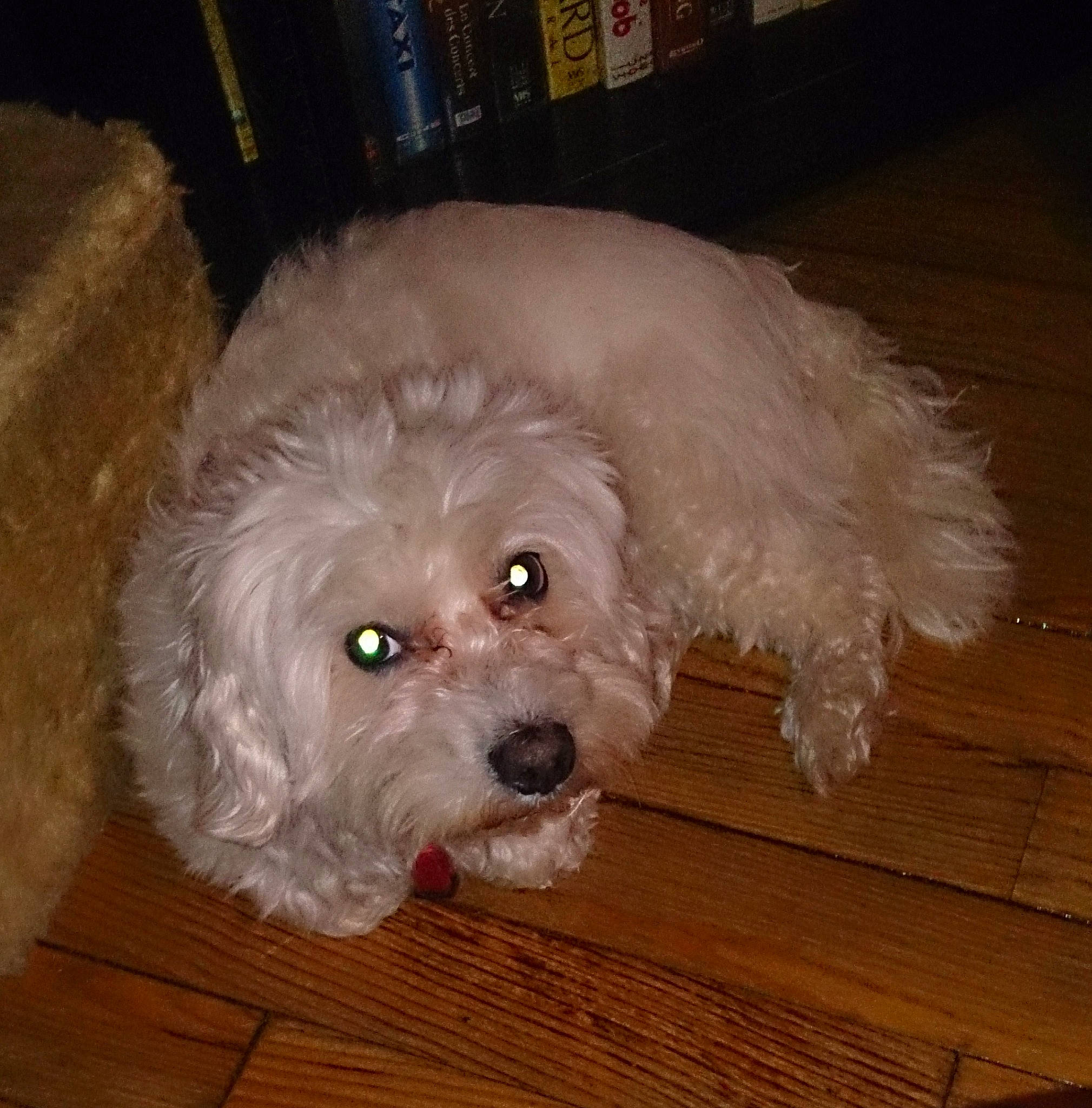 Clio participe au concours pour gagner de l'argent avec cette photo : bichon_frise, bolognese, bolonka, canidae, carnivore, cockapoo, companion_dog, dog, dog_breed, head, maltepoo, maltese, mammal, miniature_poodle, nose, poodle, poodle_crossbreed, schnoodle, toy_poodle, vertebrate