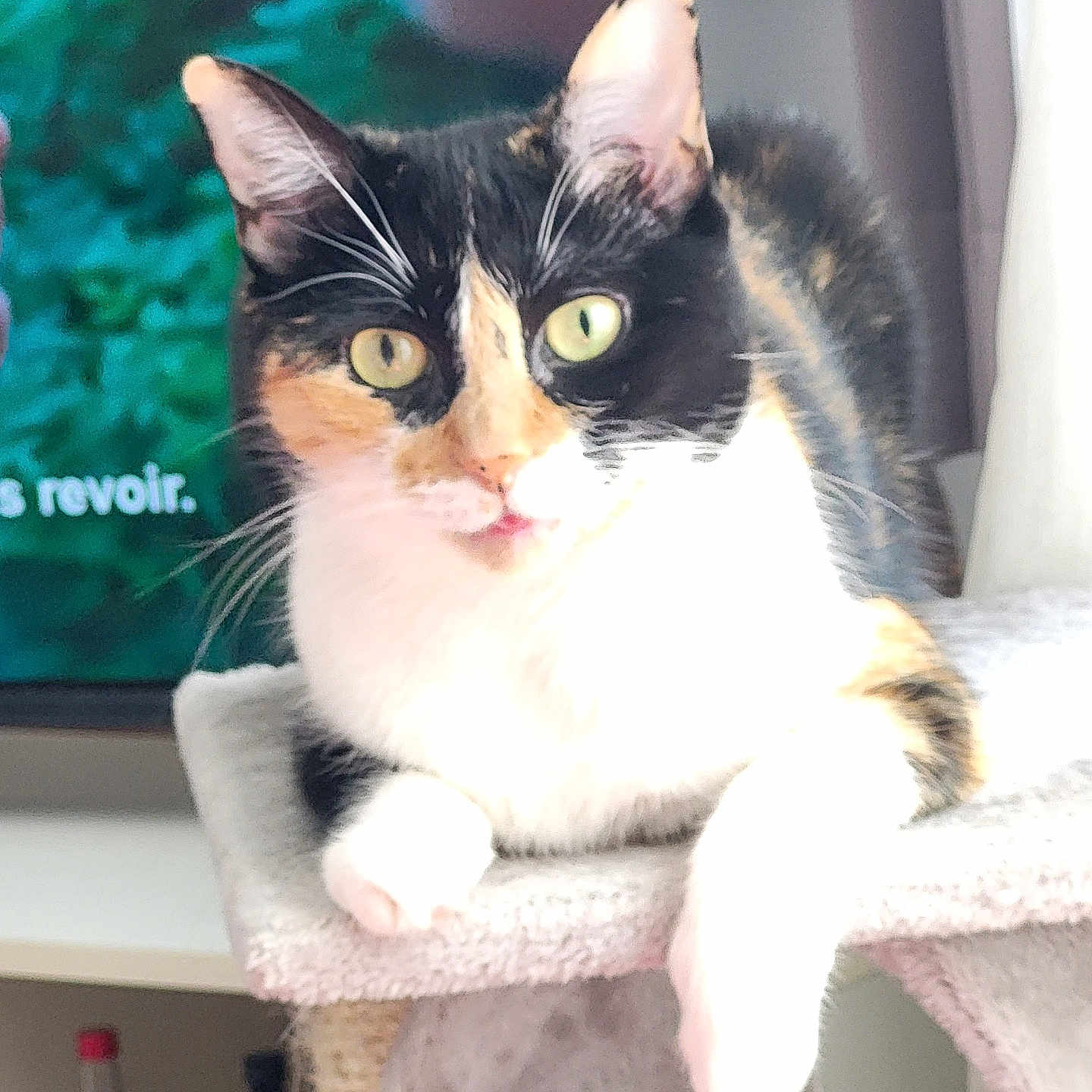 Sushi participe au concours pour gagner de l'argent avec cette photo : abyssinian, angora, animal, cat, chair, computerhardware, desk, electronics, furniture, hardware, kitten, manx, monitor, pet, plywood, screen, shelf, siamese, tv, wood