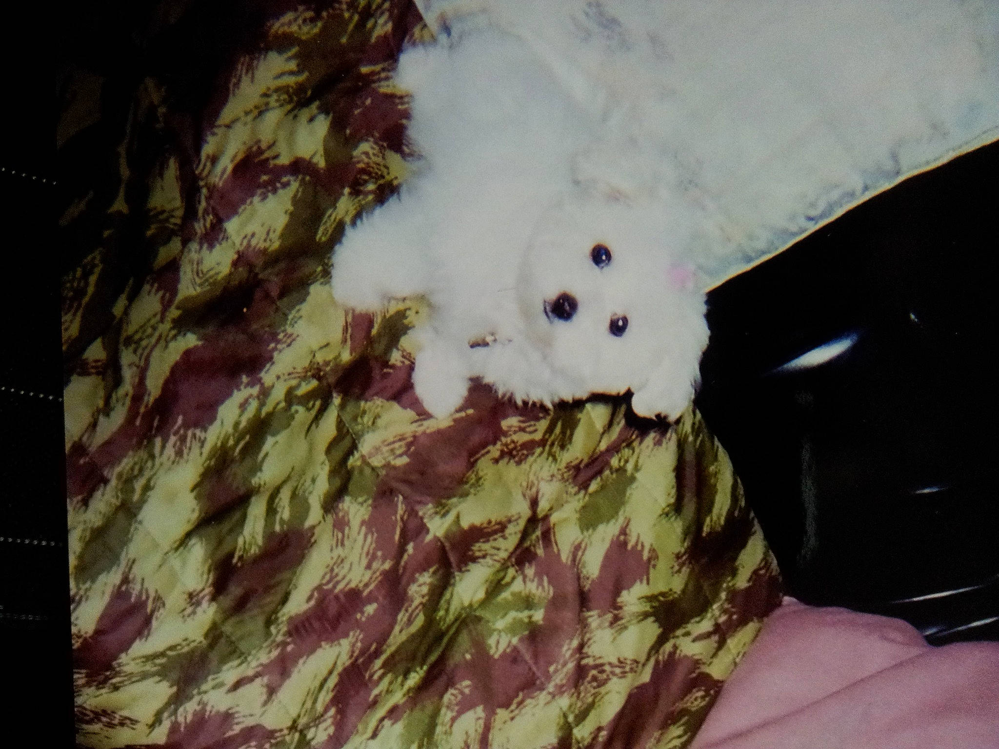 Gribouille a rejoint le concours — aidez-le/la à gagner de superbes lots ! bichon, fur