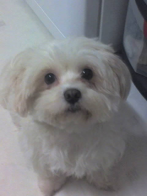 Gribouille participe au concours pour gagner de l'argent avec cette photo : bichon, bolognese, bolonka, canidae, cavachon, chinese_imperial_dog, companion_dog, dog, dog_breed, havanese, kyi_leo, mal_shi, maltepoo, maltese, mammal, morkie, puppy, shih_poo, shih_tzu, vertebrate