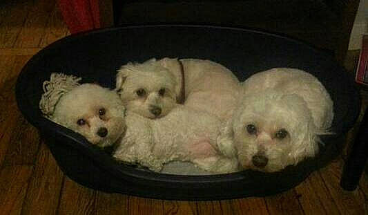 Gribouille participe au concours pour gagner de l'argent avec cette photo : bichon, bichon_frise, bolognese, bolonka, canidae, carnivore, companion_dog, dog, dog_breed, havanese, maltepoo, maltese, mammal, miniature_poodle, non_sporting_group, poodle_crossbreed, puppy, toy_dog, toy_poodle, vertebrate