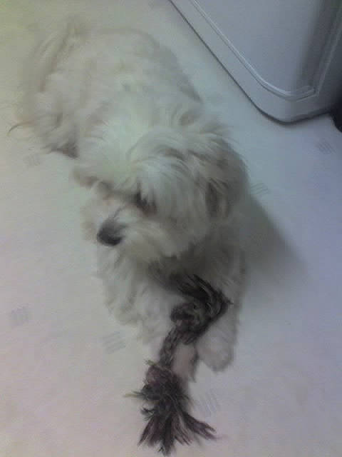 Gribouille participe au concours pour gagner de l'argent avec cette photo : bolonka, canidae, carnivore, companion_dog, coton_de_tulear, dog, dog_breed, havanese, kyi_leo, lhasa_apso, maltepoo, maltese, mammal, non_sporting_group, puppy, schnoodle, shih_tzu, tibetan_terrier, toy_dog, west_highland_white_terrier