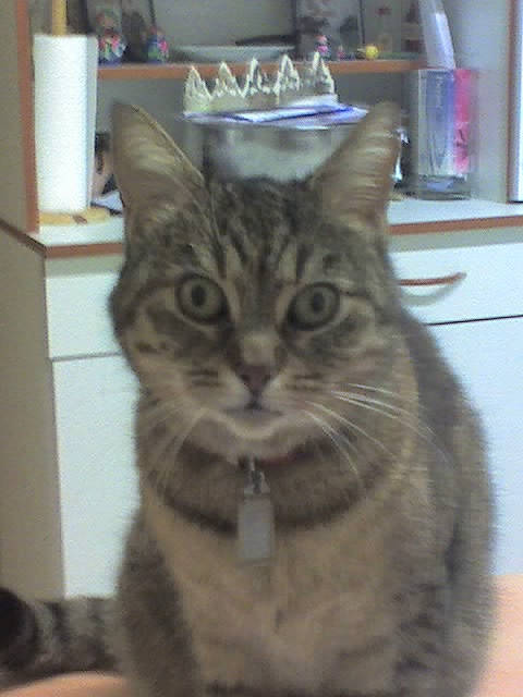 Chipie participe au concours pour gagner de l'argent avec cette photo : aegean_cat, american_shorthair, asian, asian_semi_longhair, australian_mist, british_semi_longhair, california_spangled, carnivore, cat, domestic_short_haired_cat, dragon_li, european_shorthair, felidae, kitten, mammal, pixie_bob, small_to_medium_sized_cats, tabby_cat, vertebrate, whiskers