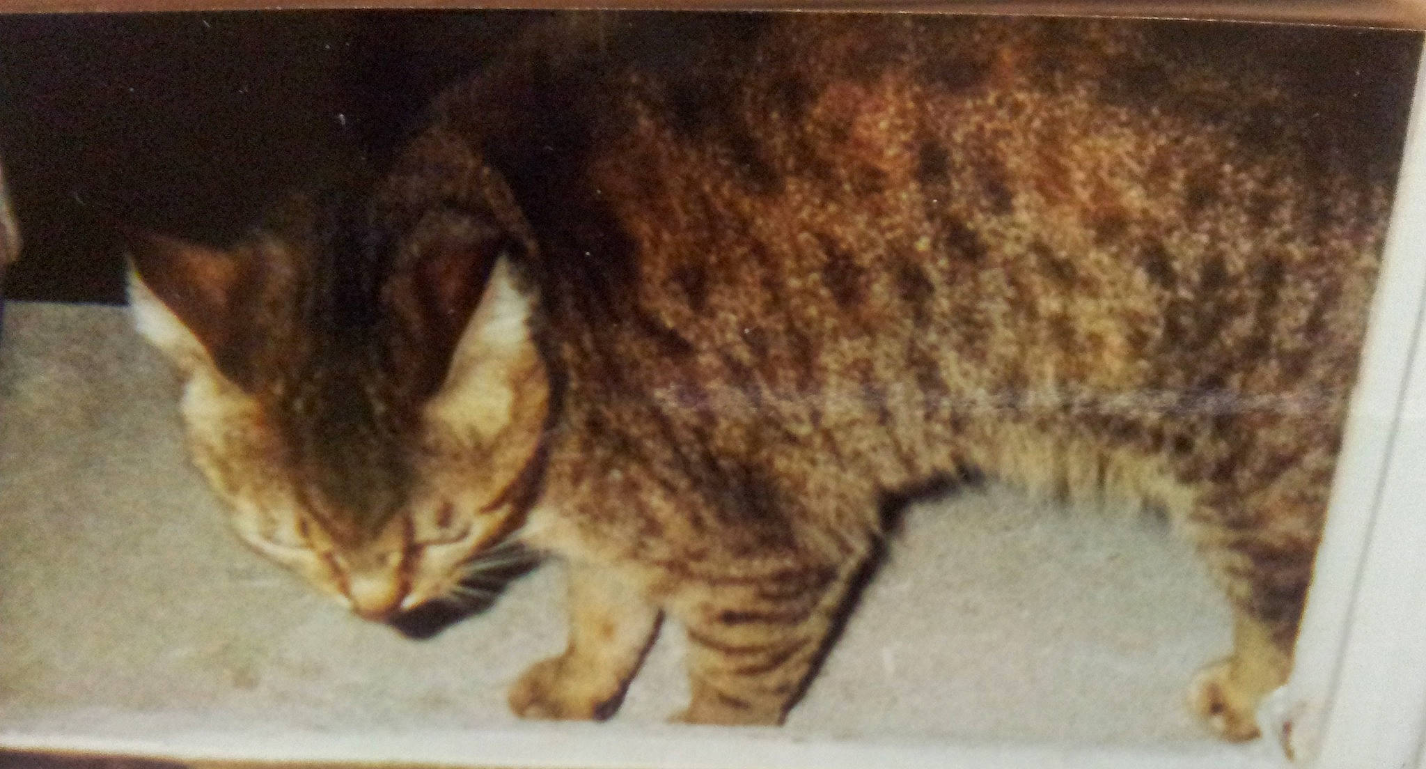 Chipie participe au concours pour gagner de l'argent avec cette photo : american_bobtail, asian, australian_mist, bengal, california_spangled, carnivore, cat, chausie, domestic_short_haired_cat, dragon_li, european_shorthair, felidae, kurilian_bobtail, mammal, ocicat, small_to_medium_sized_cats, tabby_cat, vertebrate, whiskers, wild_cat