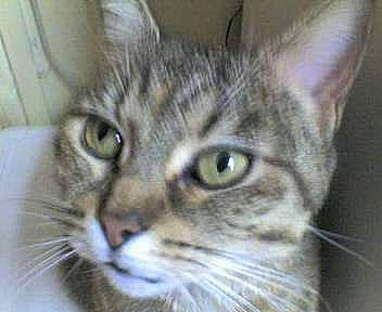 Chipie participe au concours pour gagner de l'argent avec cette photo : aegean_cat, american_shorthair, american_wirehair, asian, australian_mist, carnivore, cat, close_up, domestic_short_haired_cat, dragon_li, european_shorthair, eye, felidae, mammal, pixie_bob, small_to_medium_sized_cats, snout, tabby_cat, vertebrate, whiskers