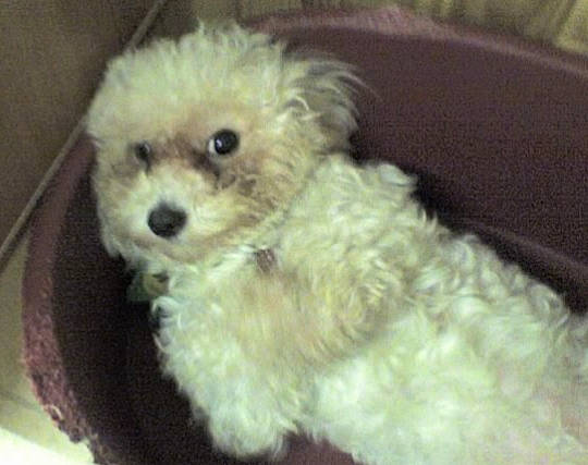 Belle a rejoint le concours — aidez-le/la à gagner de superbes lots ! bichon, bolognese, bolonka, canidae, carnivore, companion_dog, dog, dog_breed, havanese, maltepoo, maltese, mammal, miniature_poodle, poodle, poodle_crossbreed, puppy, schnoodle, shih_poo, toy_poodle, vertebrate