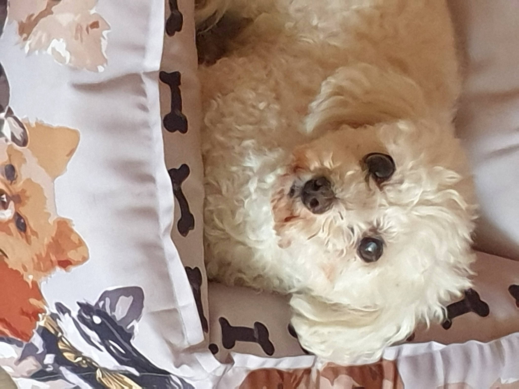 Belle participe au concours pour gagner de l&#x27;argent avec cette photo : bichon, bolognese, canidae, carnivore, cavachon, cockapoo, companion_dog, dog, dog_breed, fur, havanese, maltepoo, maltese, morkie, non_sporting_group, puppy, rare_breed_dog, schnoodle, toy_dog, toy_poodle