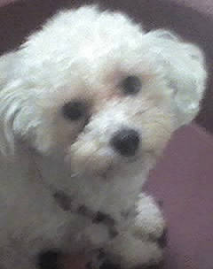 Belle a rejoint le concours — aidez-le/la à gagner de superbes lots ! bichon, bichon_frise, bolognese, bolonka, canidae, carnivore, dog, dog_breed, havanese, kyi_leo, maltepoo, maltese, mammal, miniature_poodle, nose, poodle_crossbreed, puppy, shih_poo, toy_poodle, vertebrate