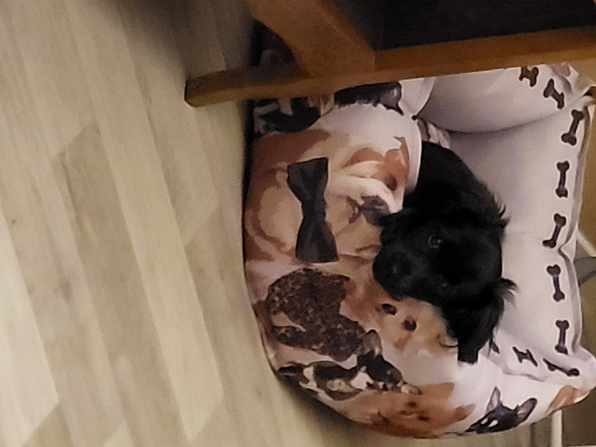 Topaze a rejoint le concours — aidez-le/la à gagner de superbes lots ! art, ceramic, comfort, companion_dog, dog, dog_breed, felidae, flooring, fur, hardwood, linens, pattern, picture_frame, porcelain, room, sculpture, visual_arts, wood