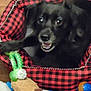 Topaze a rejoint le concours — aidez-le/la à gagner de superbes lots ! animal, black, black_dog, blue, brown, canine, checkered_pattern, closeup, dog_bed, floor, happy, indoor, pet, pet_toy, playful, plush_toy, red, resting, smiling_dog, toy