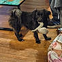 Topaze participe au concours pour gagner de l'argent avec cette photo : animal, boy, canine, child, clothing, cockerspaniel, couch, dog, footwear, furniture, hardwood, indoors, interiordesign, male, pants, person, pet, puppy, shoe, wood