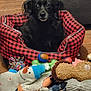 animal, bed, black_fur, companion, cozy, cute, dog, domestic_animal, floor, furry, indoor, looking_at_camera, pet, plush_toy, red_checkered, resting, rope_toy, small_dog, toys, wooden_floor