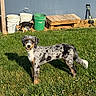 animal, backyard, bench, blue_wall, bucket, canine, dog, friendly, garden_tools, grass, green_bucket, outdoor, pet, playful, small_dog, standing, sunlight, white_bucket, wooden_bench, yard